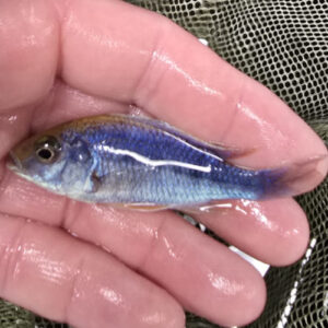 Photographed Peacock Cichlid 7-8cm (50)