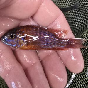 Photographed Peacock Cichlid 7-8cm (51)