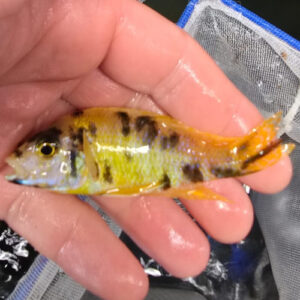 Photographed Peacock Cichlid 9/10cm (25)