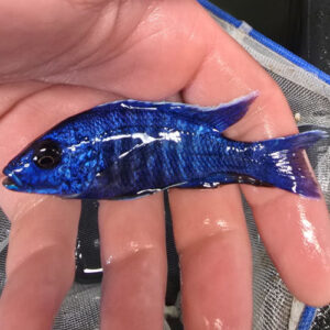 Photographed Peacock Cichlid 9/10cm (26)