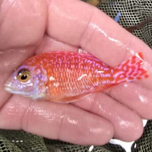 Photographed Peacock Cichlid 7-8cm (52)