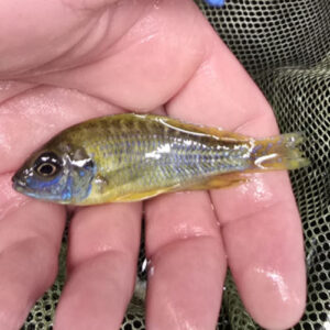 Photographed Peacock Cichlid 7-8cm (53)