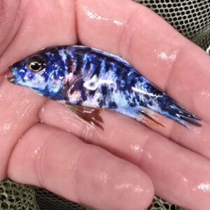 Photographed Peacock Cichlid 7-8cm (54)