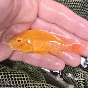 Photographed Peacock Cichlid 7-8cm (55)