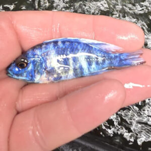 Photographed Peacock Cichlid 7-8cm (56)