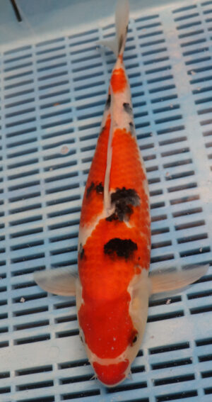 13" Hand Selected Koi Carp Sanke (14JR03)