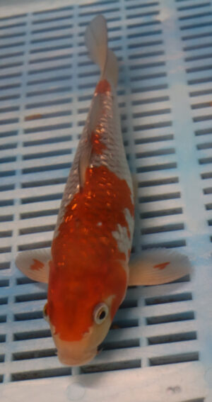 9-10'' Hand Selected Koi Ochiba (LR03)  