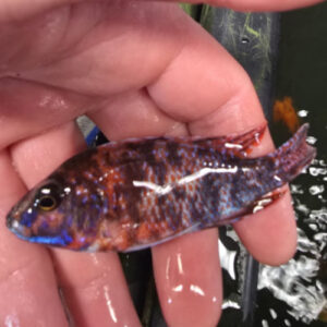 Photographed Peacock Cichlid 9/10cm (3)