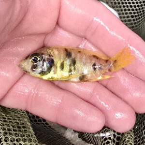 Photographed Peacock Cichlid 7-8cm (30)
