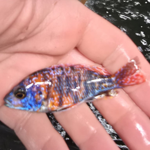 Photographed Peacock Cichlid 7-8cm (58)