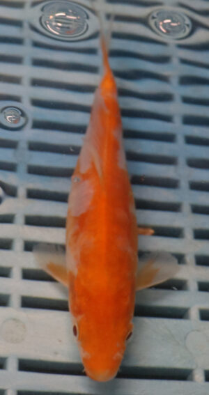 6-7'' Hand Selected Koi Carp (LR70) 