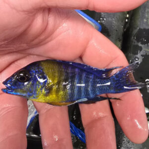 Photographed Peacock Cichlid 9/10cm (4)
