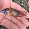 Photographed Peacock Cichlid 7-8cm (31)