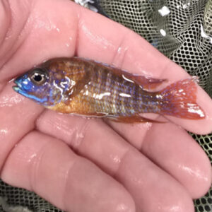 Photographed Peacock Cichlid 7-8cm (31)
