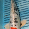 10'' Hand Selected Koi (LR24)   