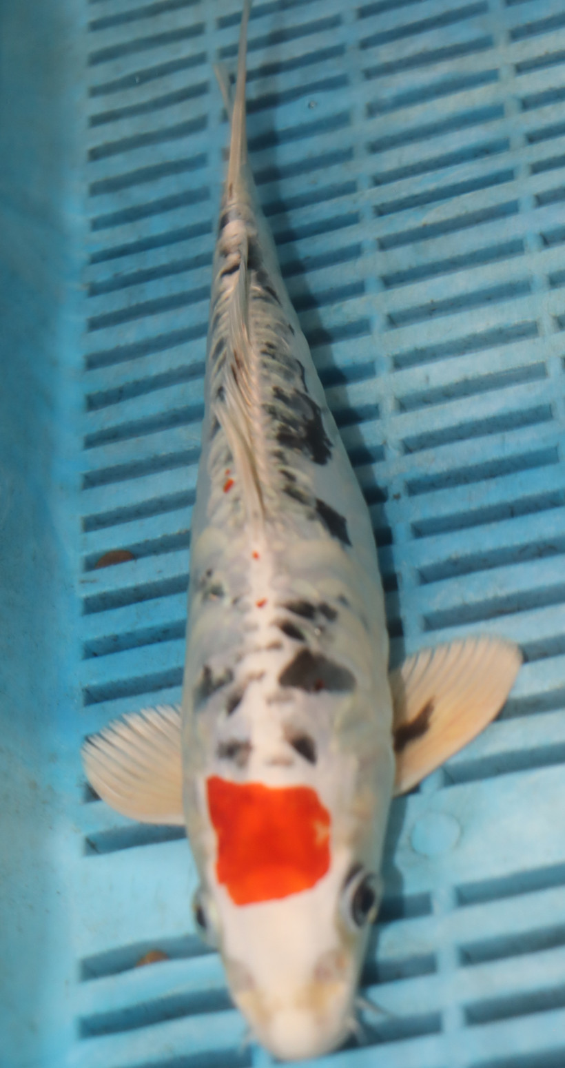 10'' Hand Selected Koi (LR24)