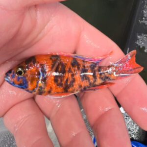 Photographed Peacock Cichlid 9/10cm (5)