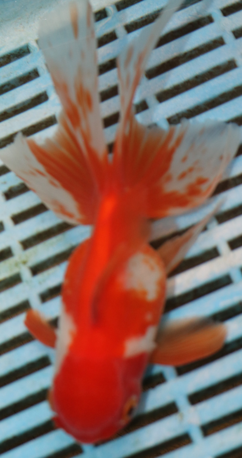 High Quality Oranda 13-15cm (BL74)
