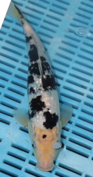 10" Hand Selected Koi Carp Gin Rin Bekko (10C36)