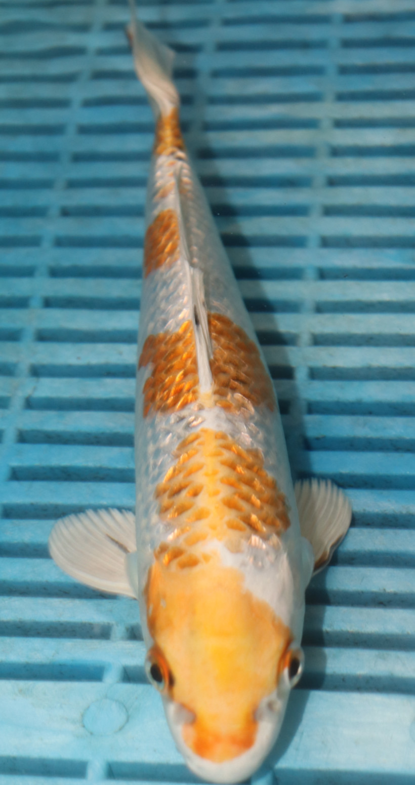 10'' Hand Selected Koi (LR25)