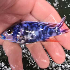 Photographed Peacock Cichlid 9/10cm (6)