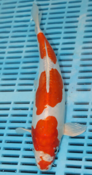 13" Hand Selected Koi Carp Kikusui (14JR07)