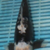 10'' Hand Selected Koi (LR26)   