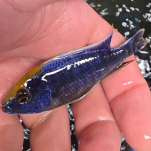Photographed Peacock Cichlid 9/10cm (8)
