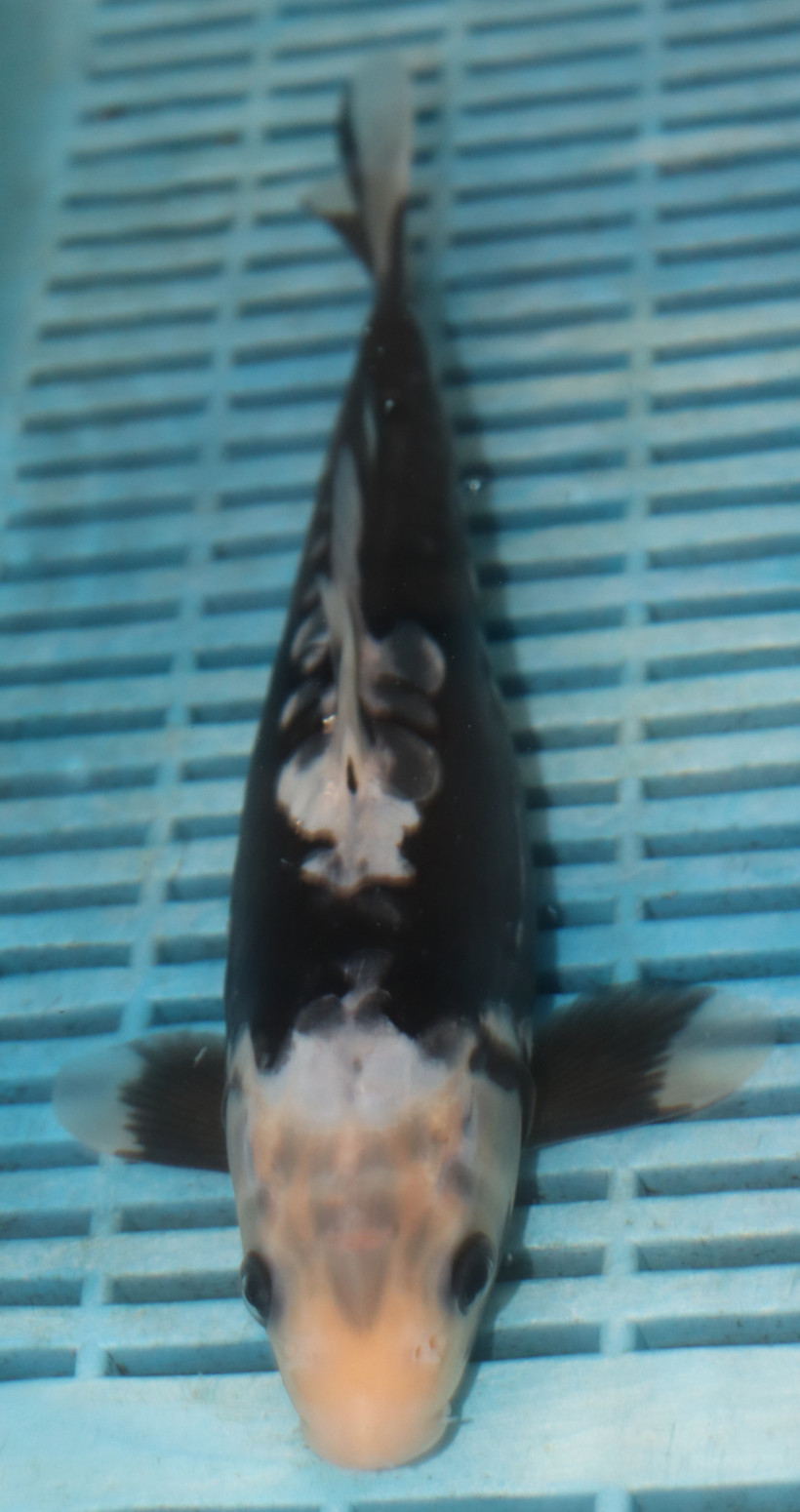 10'' Hand Selected Koi (LR26)