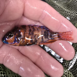 Photographed Peacock Cichlid 7-8cm (34)