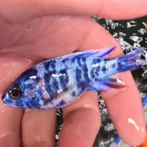Photographed Peacock Cichlid 9/10cm (7)