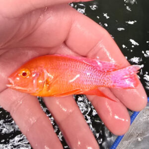 Photographed Peacock Cichlid 9/10cm (9)