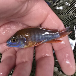 Photographed Peacock Cichlid 7-8cm (36)