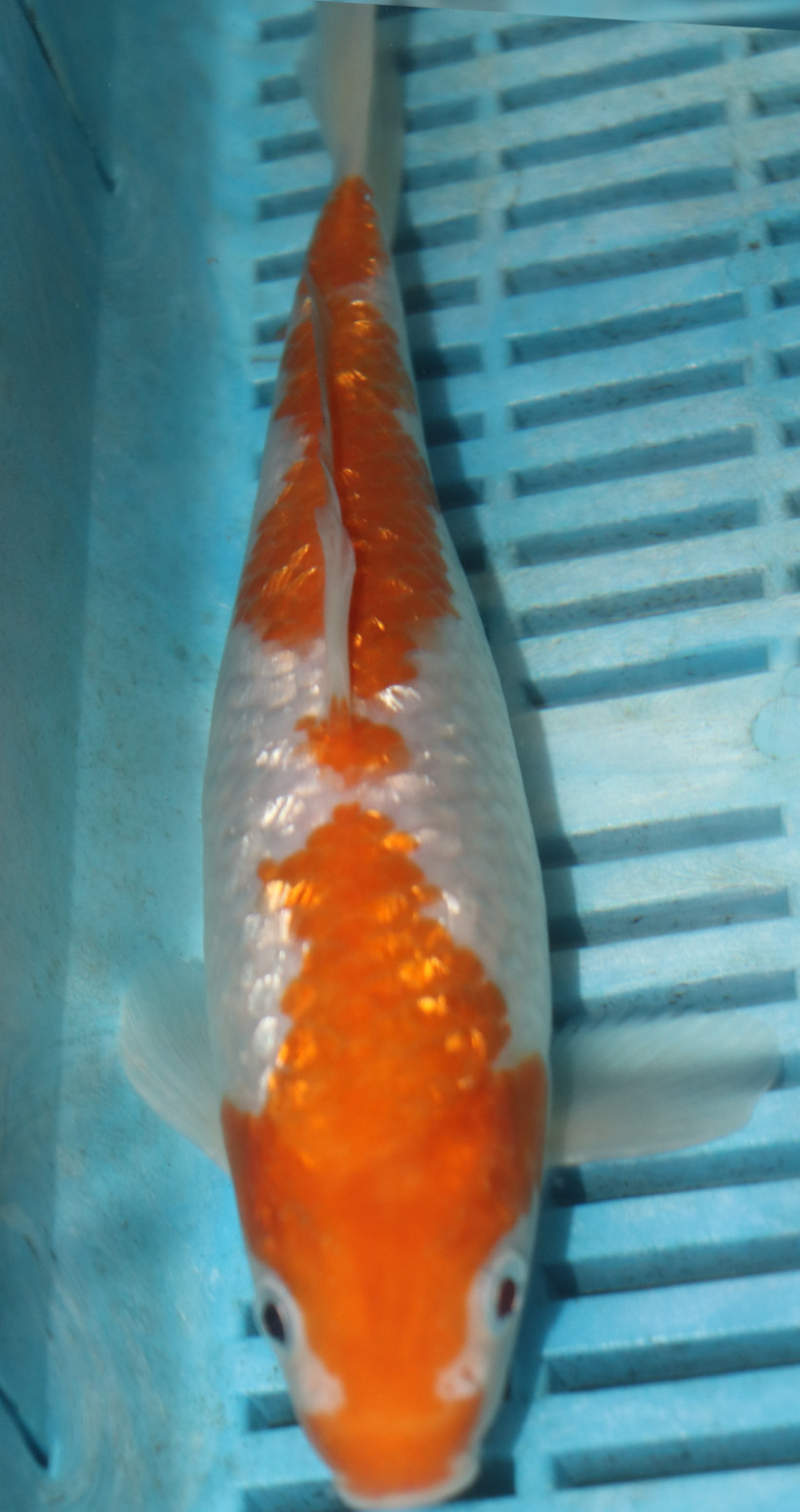 10'' Hand Selected Koi (LR28)