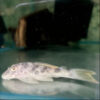 L163 Big Spot Peckoltia