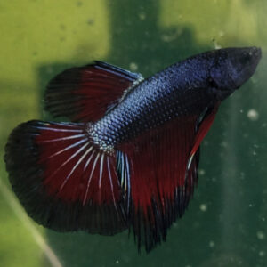 Black Orchid Betta Male