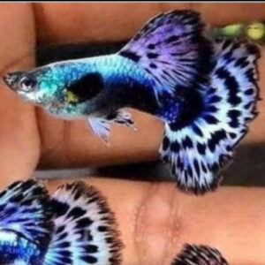 Blue Ivory Male Guppy