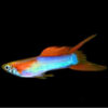 Japan Blue/Red Double Sword Endler Guppy
