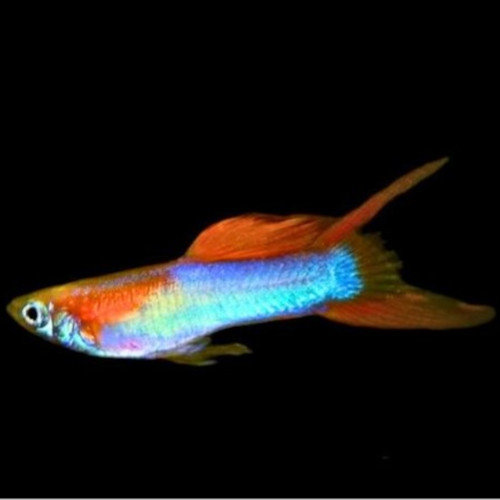 Japan Blue/Red Double Sword Endler Guppy