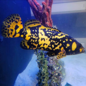 Bumblebee Grouper 15cm (PRE ORDER)
