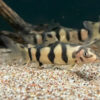 Hybrid Clown/YoYo Loach