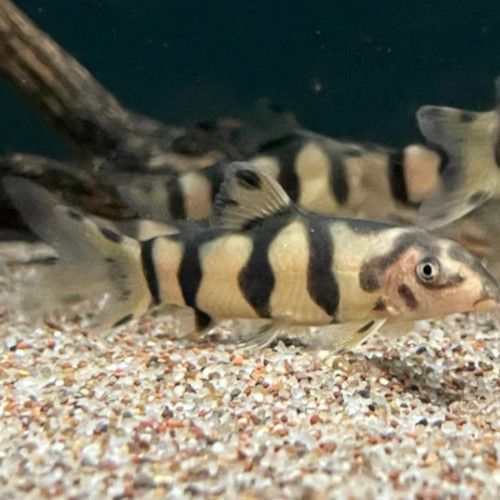 Hybrid Clown/YoYo Loach