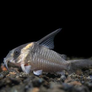 Colossus Cory (CW045) 5-6cm