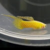 Yellow Lace Endler Guppy