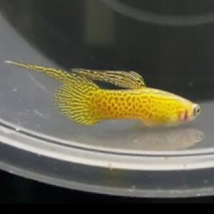 Yellow Lace Endler Guppy