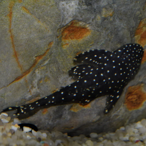 Flyer Pleco L235 6-8cm