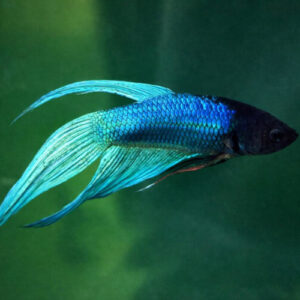 Green Betta Male