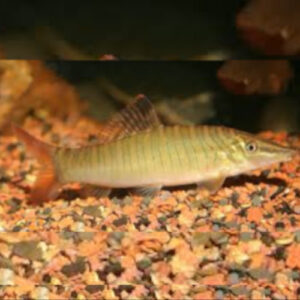 Green Tiger Loach ***NEW***