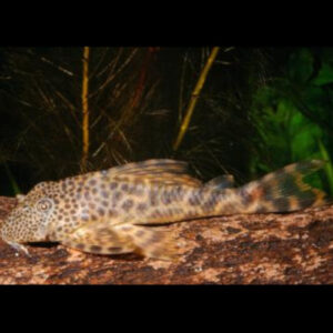 Peckoltia Pleco L147 6-8cm