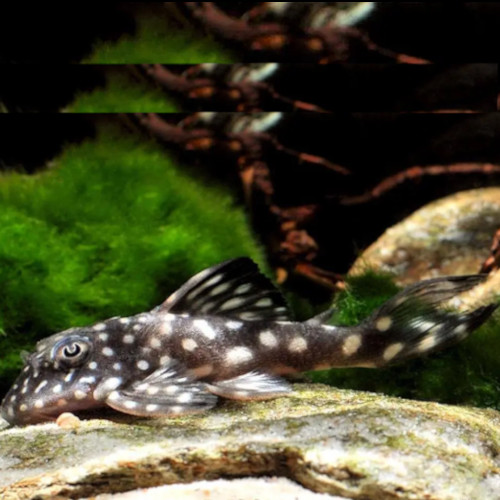 Hypanicistrus Vandragti L280 3-4cm